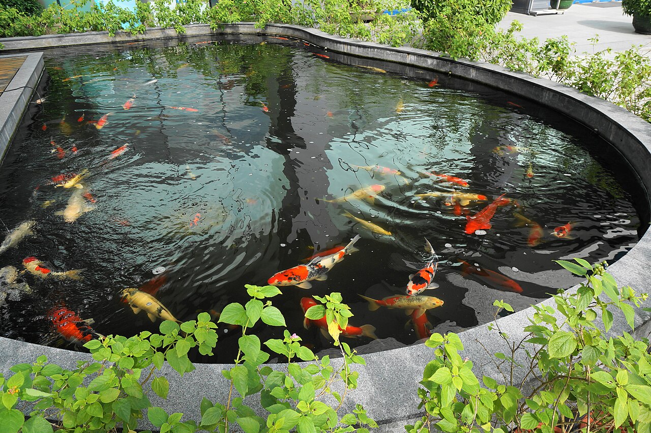 Koi Color Varieties and Their Names