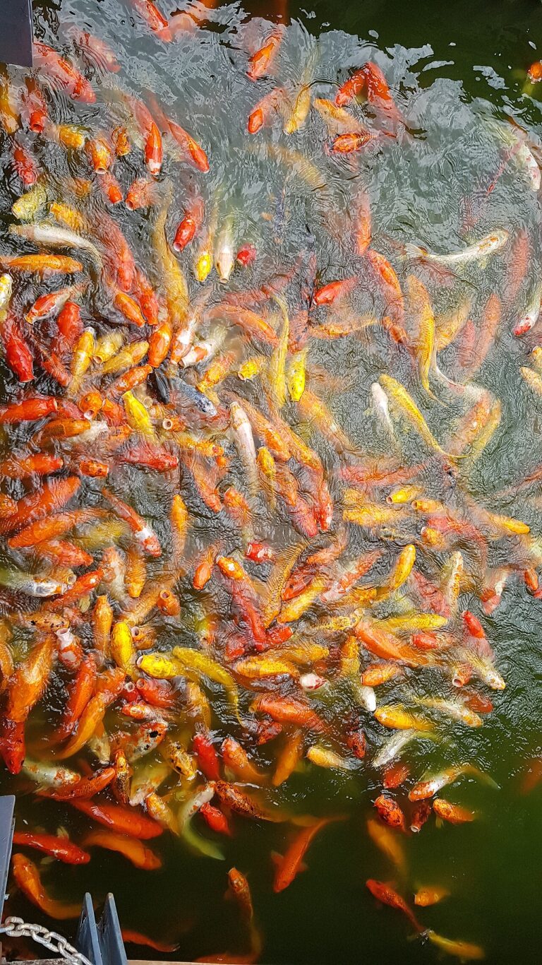 Koi Fish Cost $15 to $10,000: Prices, Care and Pond Size