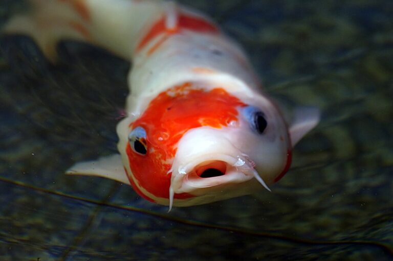 Koi Fish Meaning: Symbolism, Colours, and the Legend