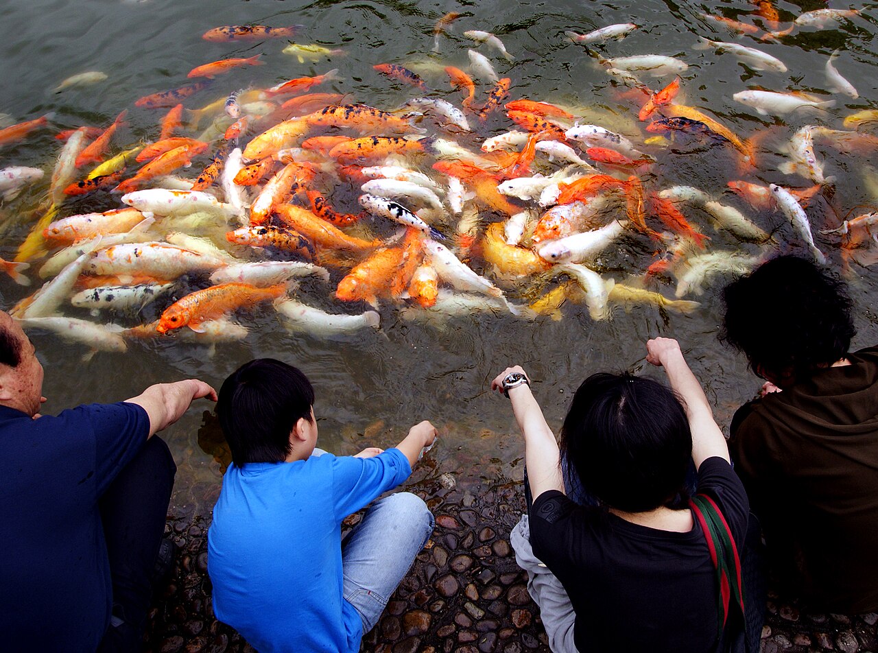 What Does Each Koi Colour Mean?