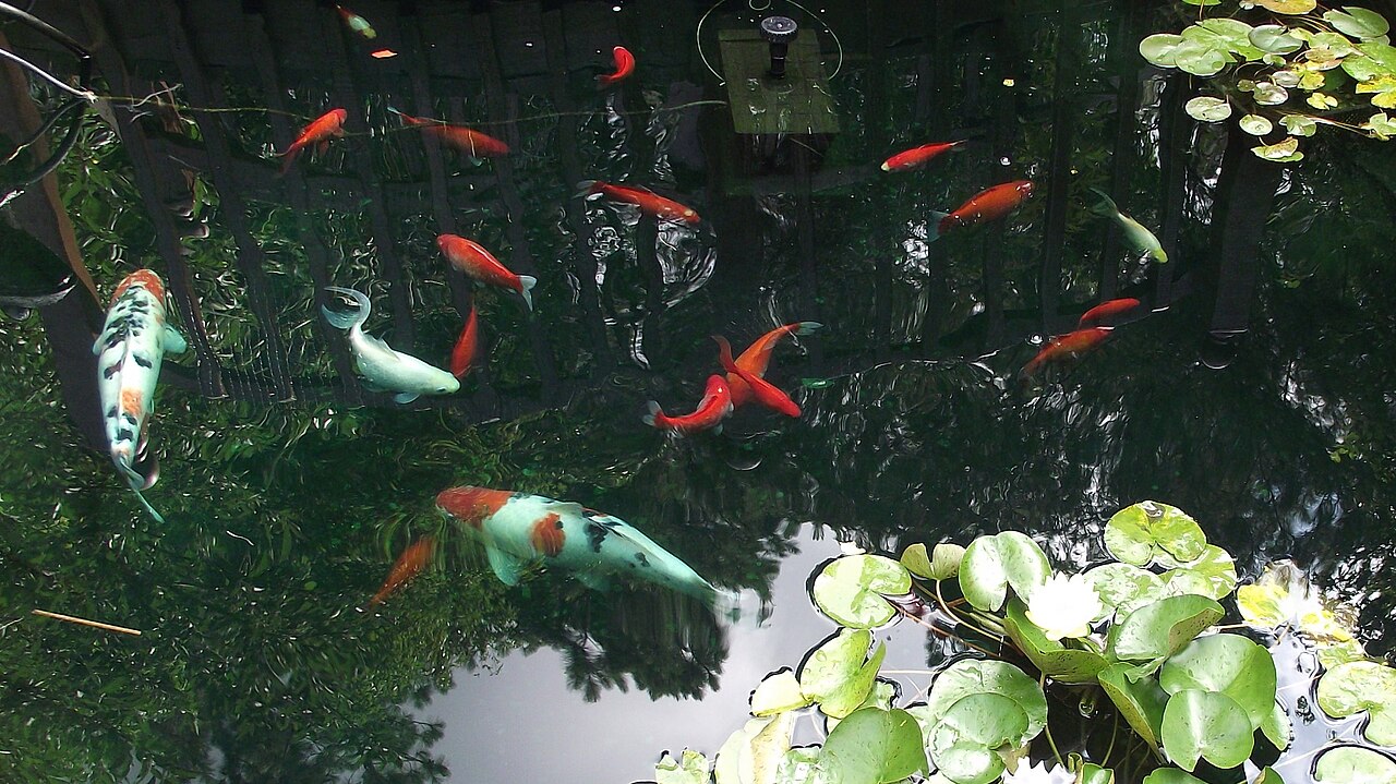 Koi Fish Pond: The Depth, Size and Cost That Keep Koi Alive