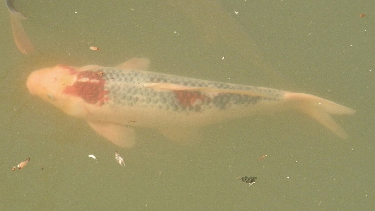 How big should a koi pond be?