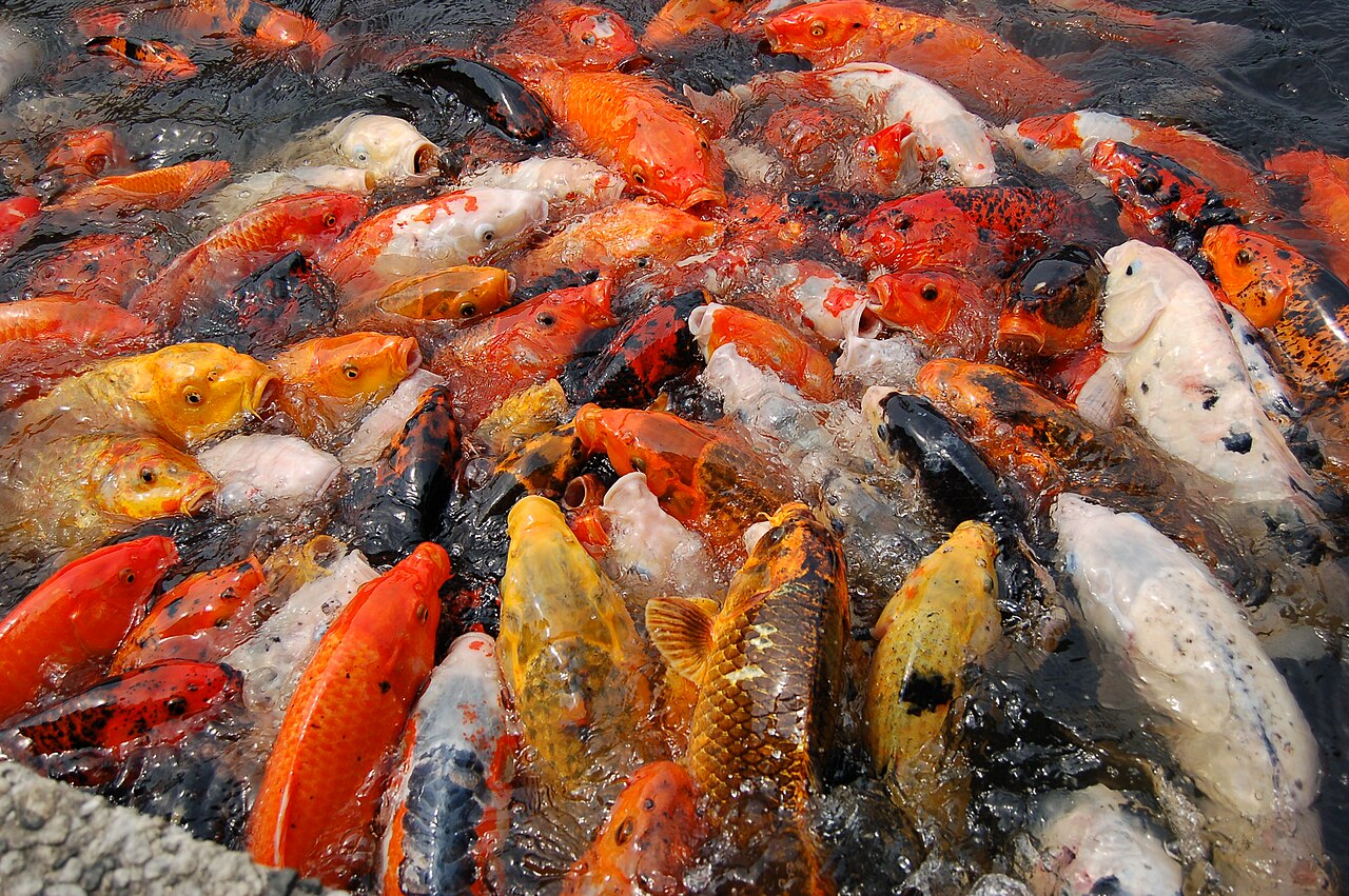 What is the typical cost of a koi pond?