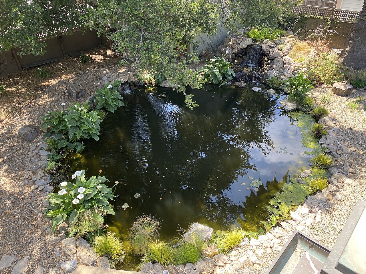 Are koi ponds hard to maintain?