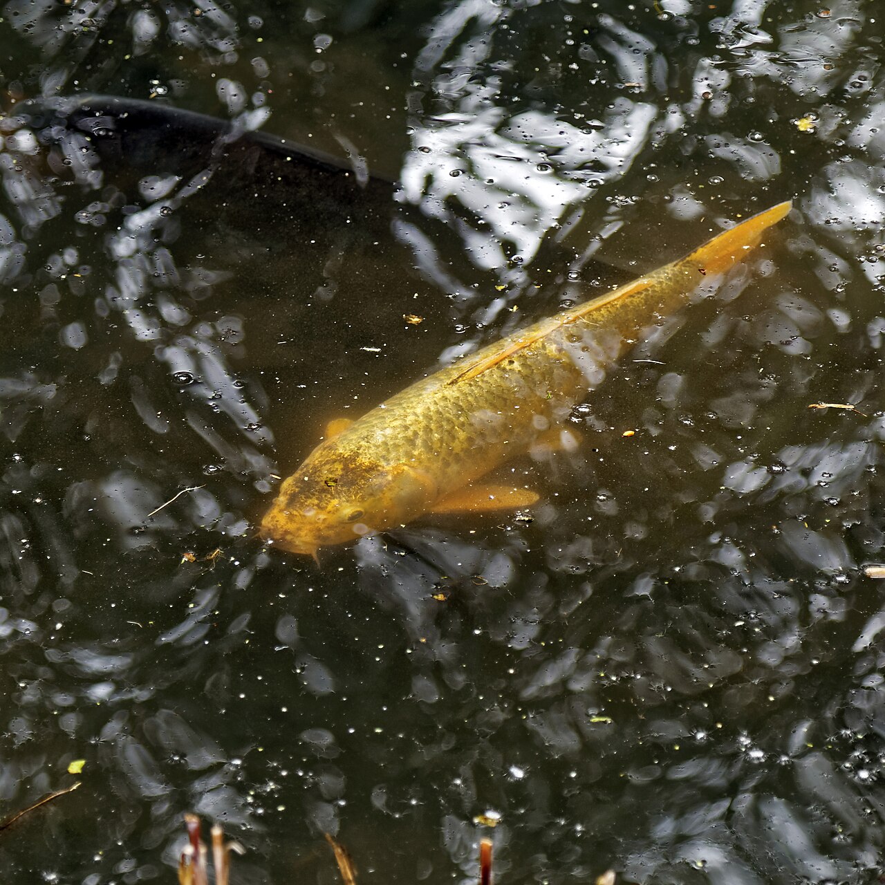 Koi Fish Tattoo Meaning: Colors, Direction, and Symbolism