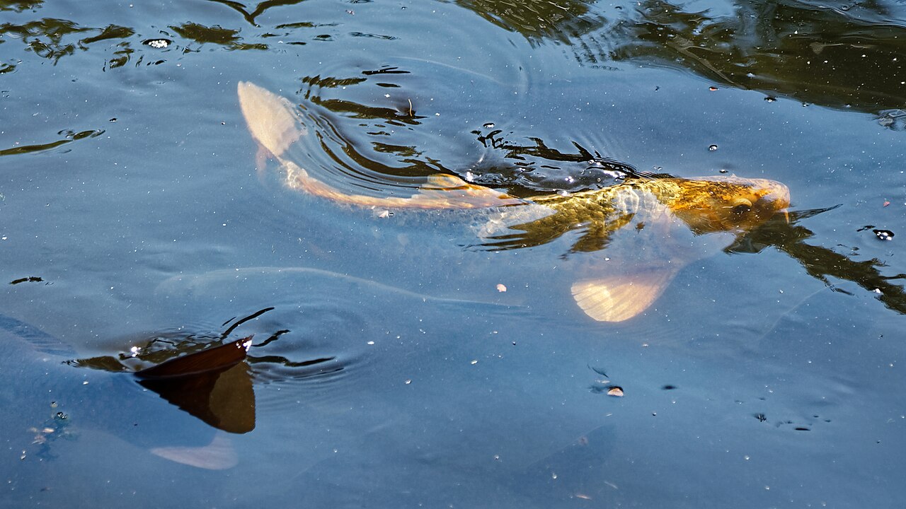 What Do Koi Fish Tattoo Colors Mean?