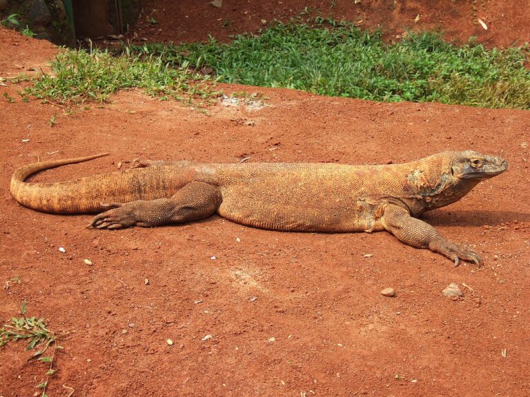 Komodo Dragon Speed: 12 mph, and Why That Is Enough