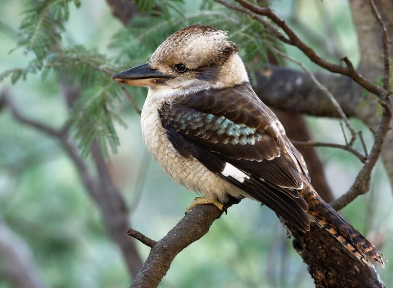 Kookaburra: The Laughing Kingfisher That Eats Snakes, Not Fish
