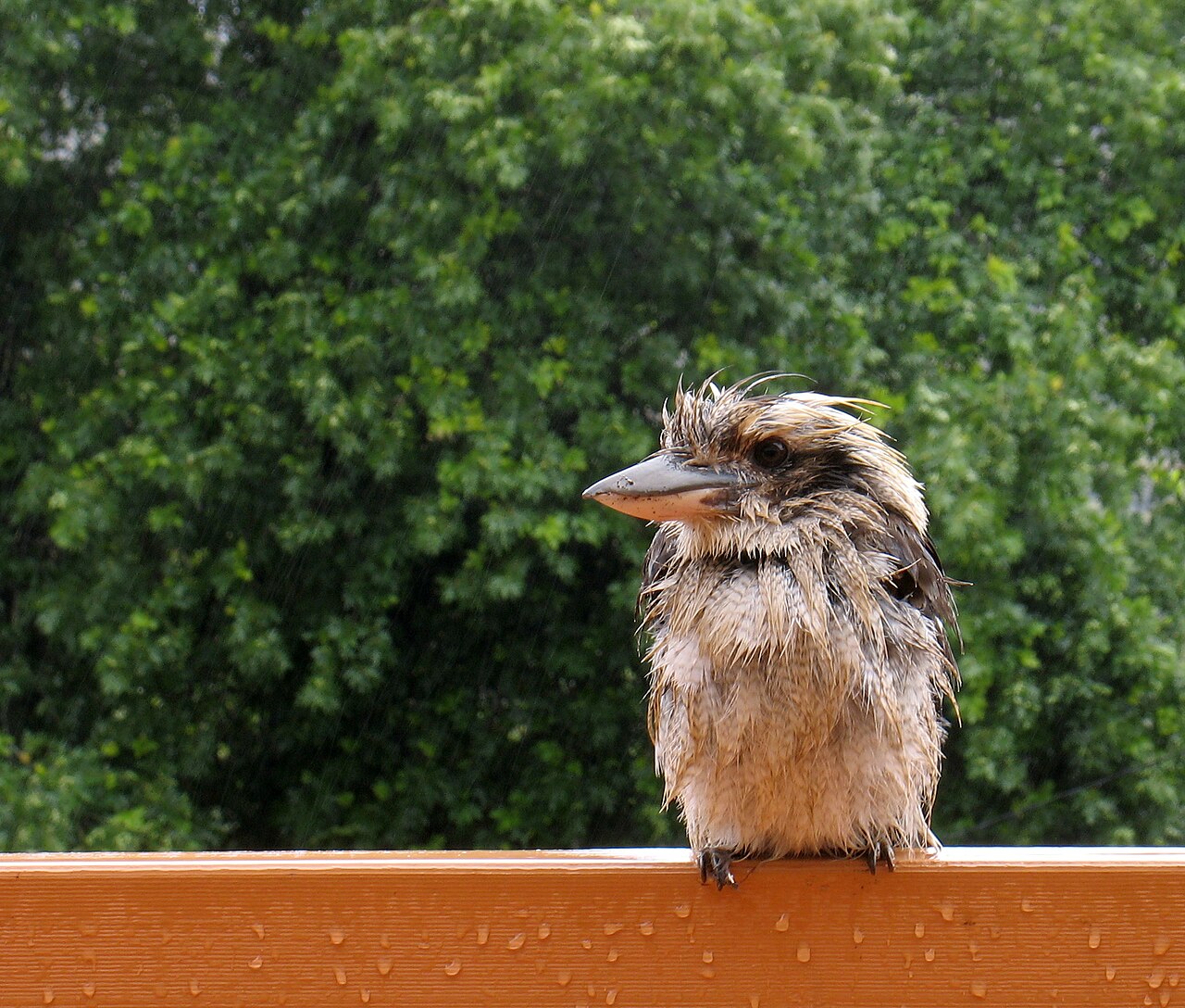 Do Kookaburras Live in the US?