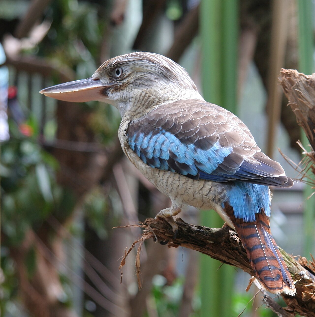 The Four Kookaburra Species