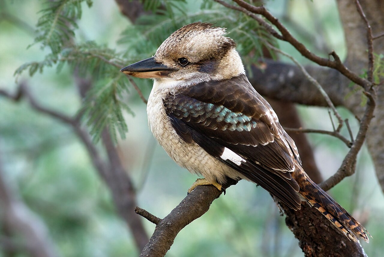 What Do Kookaburras Eat?