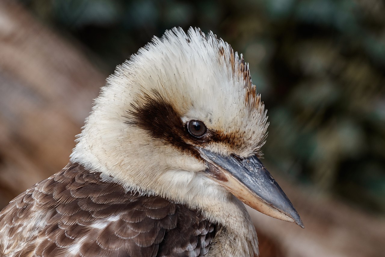 Can Kookaburras Be a Pet, and Are They Legal in the US?