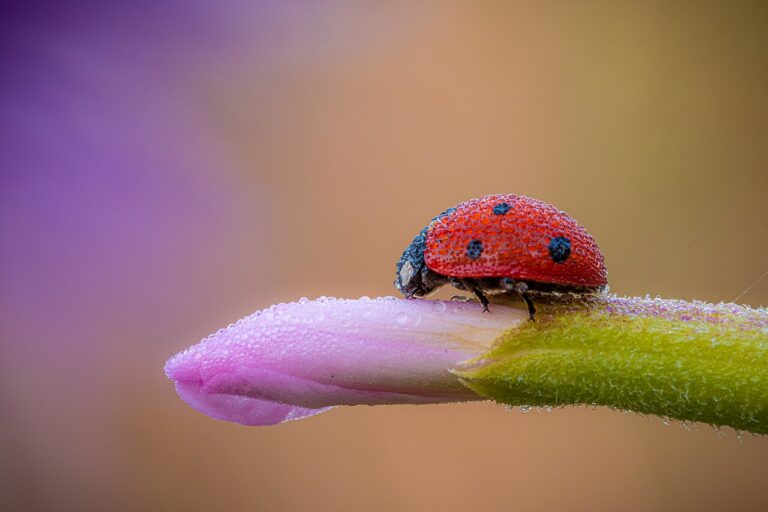Ladybug: Species, Life Cycle, and What the Spots Really Mean