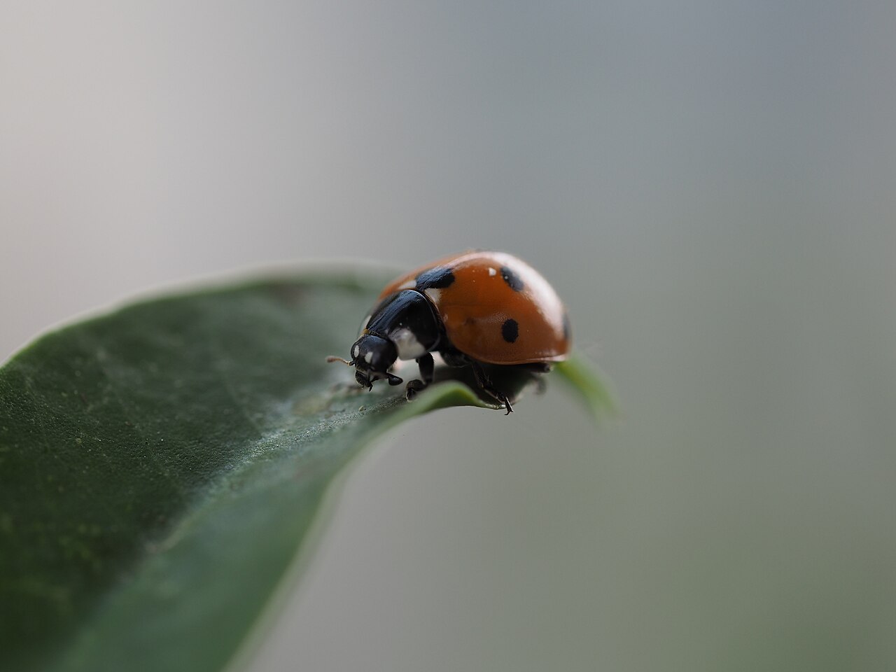 Why They Are Called Ladybugs