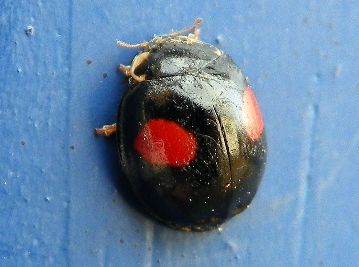 Ladybug vs Asian Lady Beetle