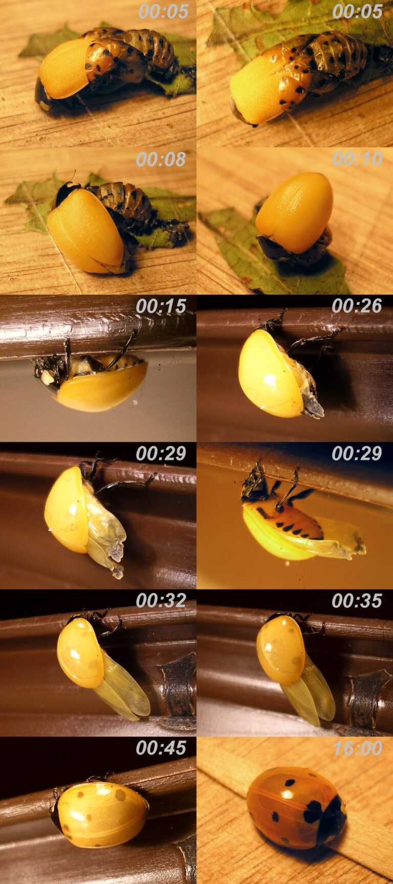 Ladybug Life Cycle: All Four Stages Explained