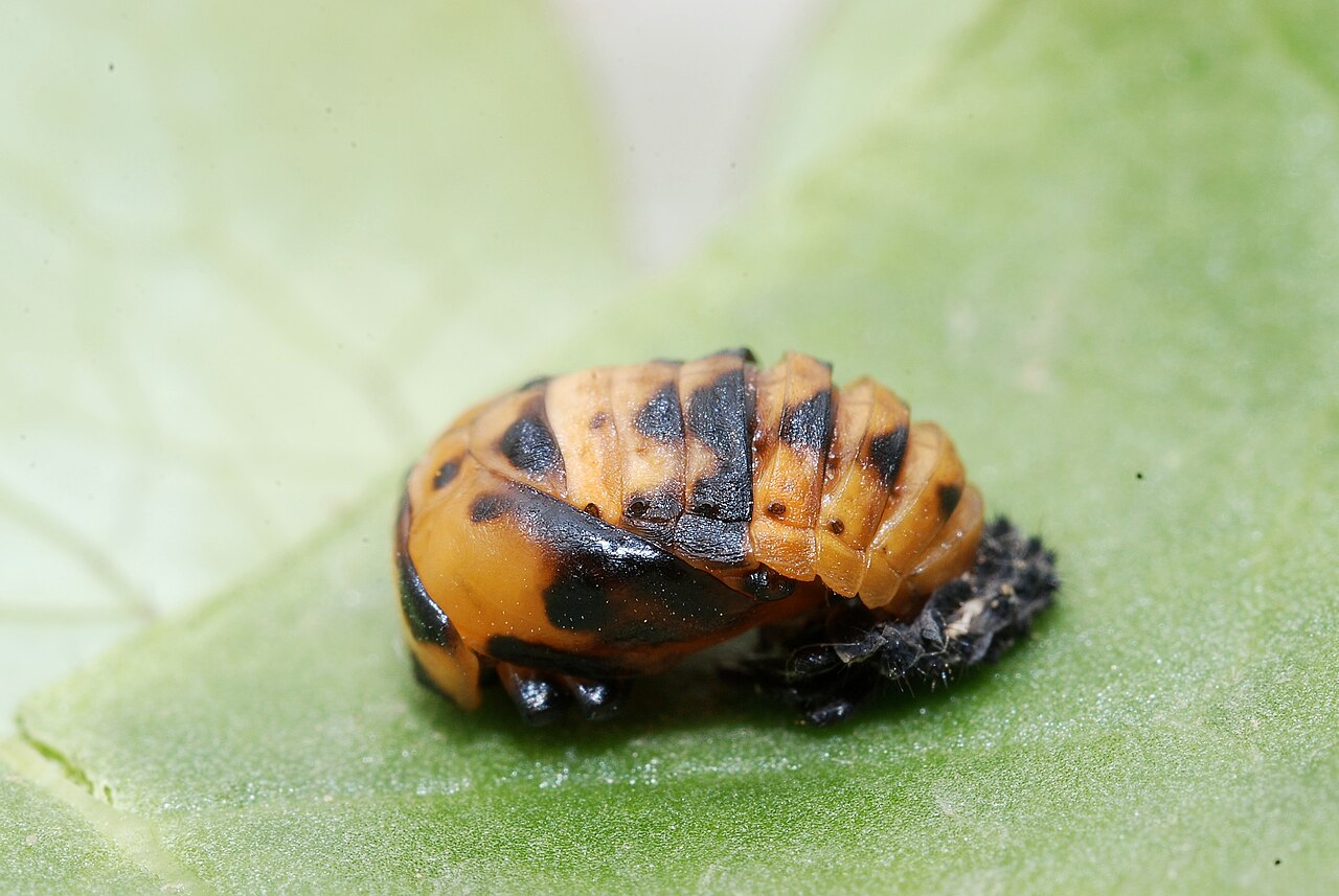 Where Do Ladybugs Lay Their Eggs?