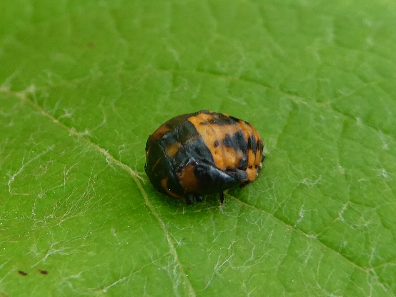 What Does a Ladybug Larva Look Like?