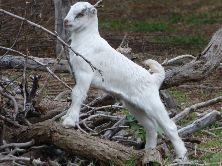 LaMancha Goat: Milk, Size, Price and Those Tiny Ears