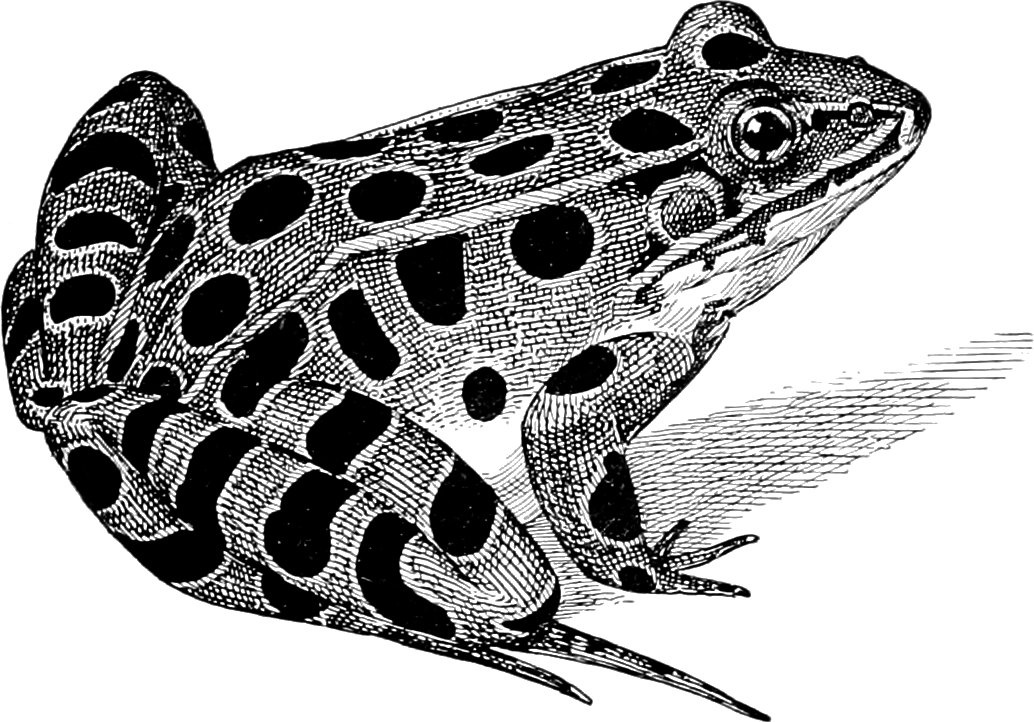 Leopard Frog Identification: Spots, Size, and Safe Handling
