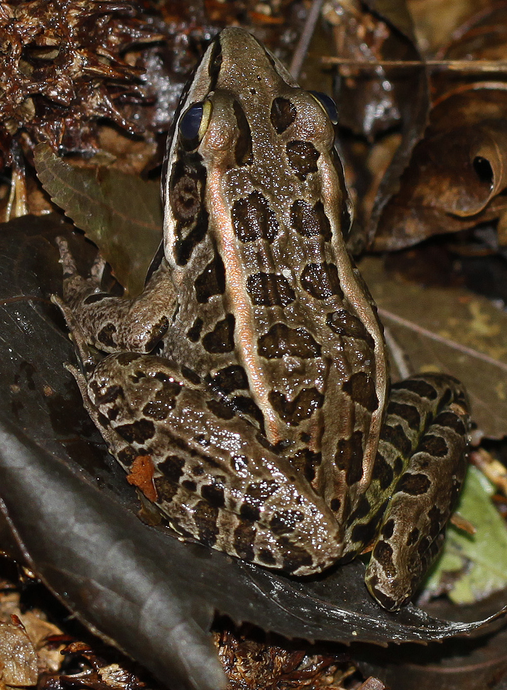 Leopard Frog vs Pickerel Frog: How to Tell Them Apart