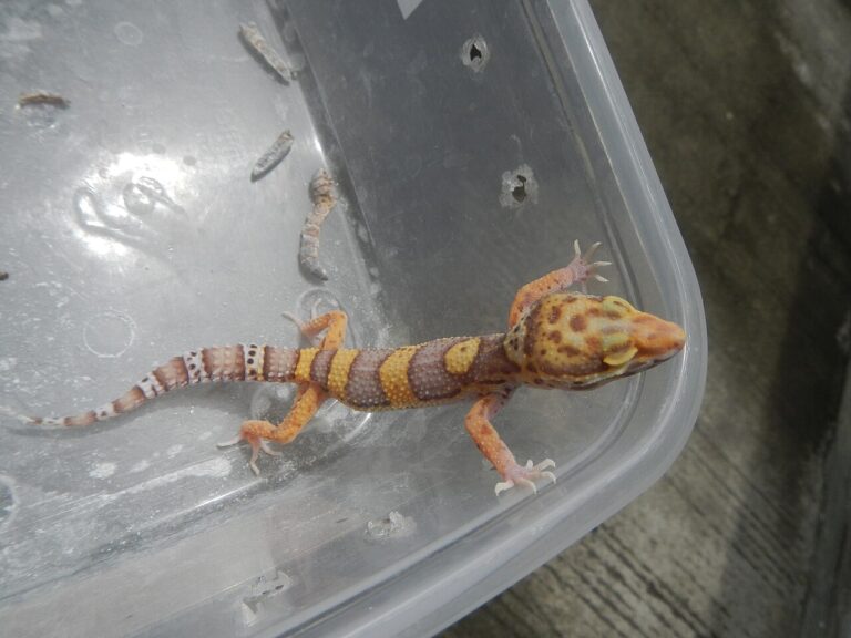 Leopard Gecko Diet: What to Feed, How Much, and How Often