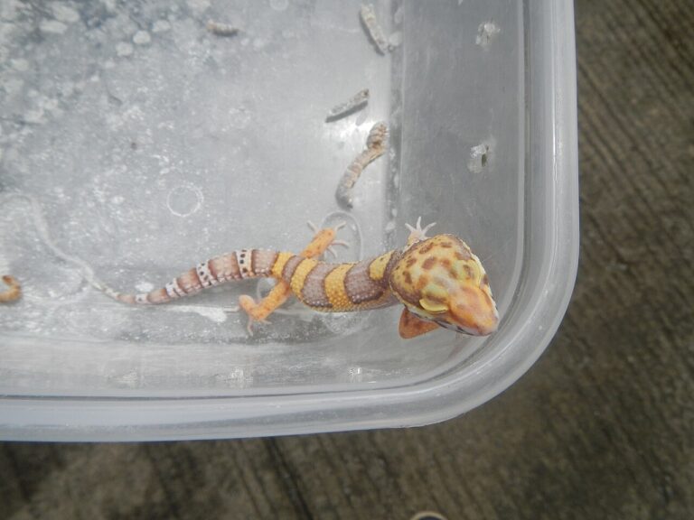 Leopard Gecko Enclosure: Size, Heat and the Setup That Actually Works