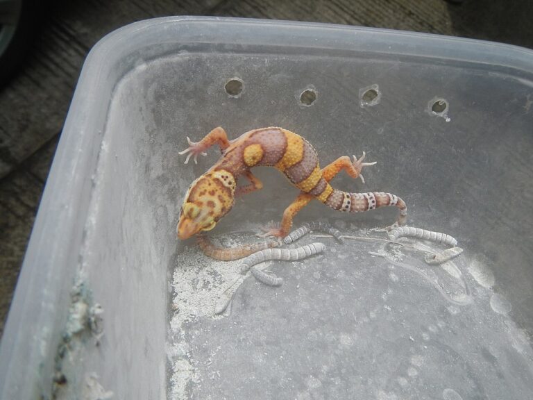 Leopard Gecko Habitat: The Tank Setup That Actually Works