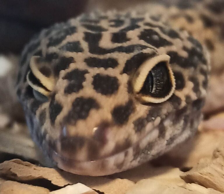 Leopard Gecko Morphs: 6 Groups, Prices, and 2 to Avoid