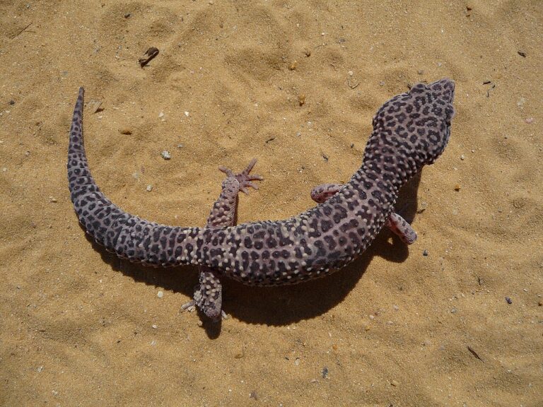 Leopard Gecko Substrate: 9 Options Ranked Safe to Risky