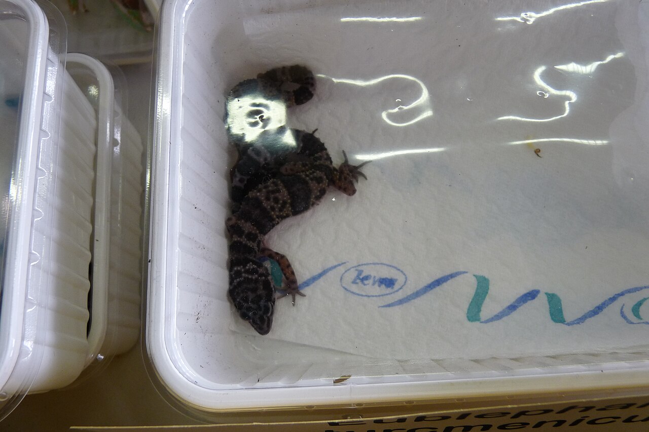 What Do You Put at the Bottom of a Leopard Gecko Tank?