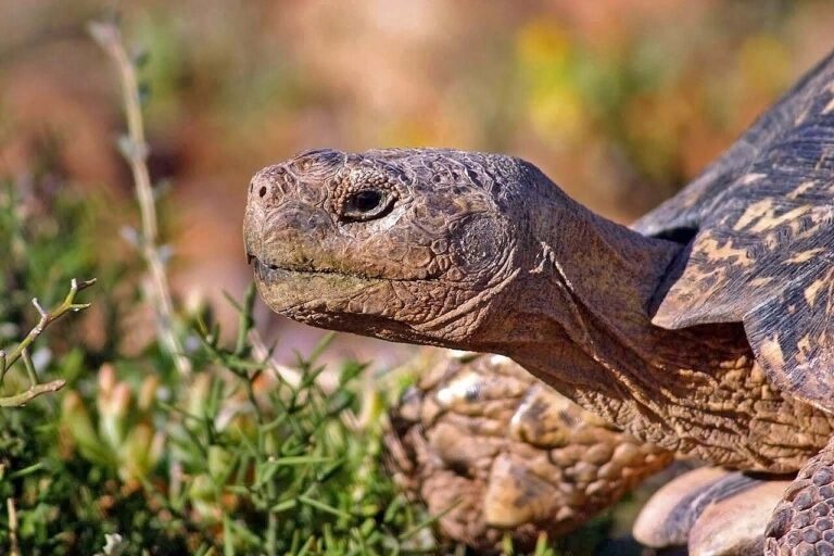 Leopard Tortoise Care: Size, Lifespan, Diet, and Real Cost