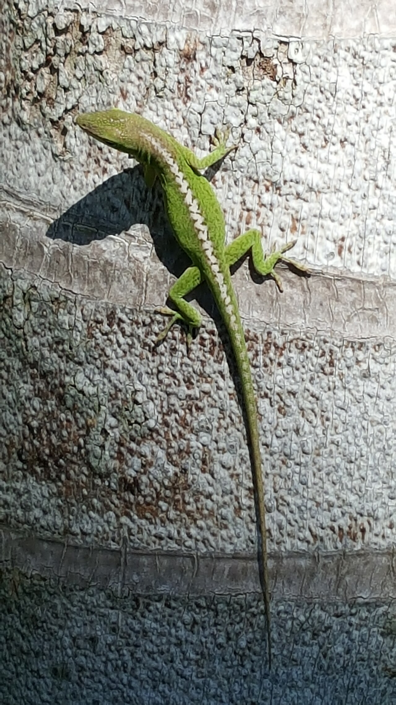 Lizard Poop: Identification and What It Tells You