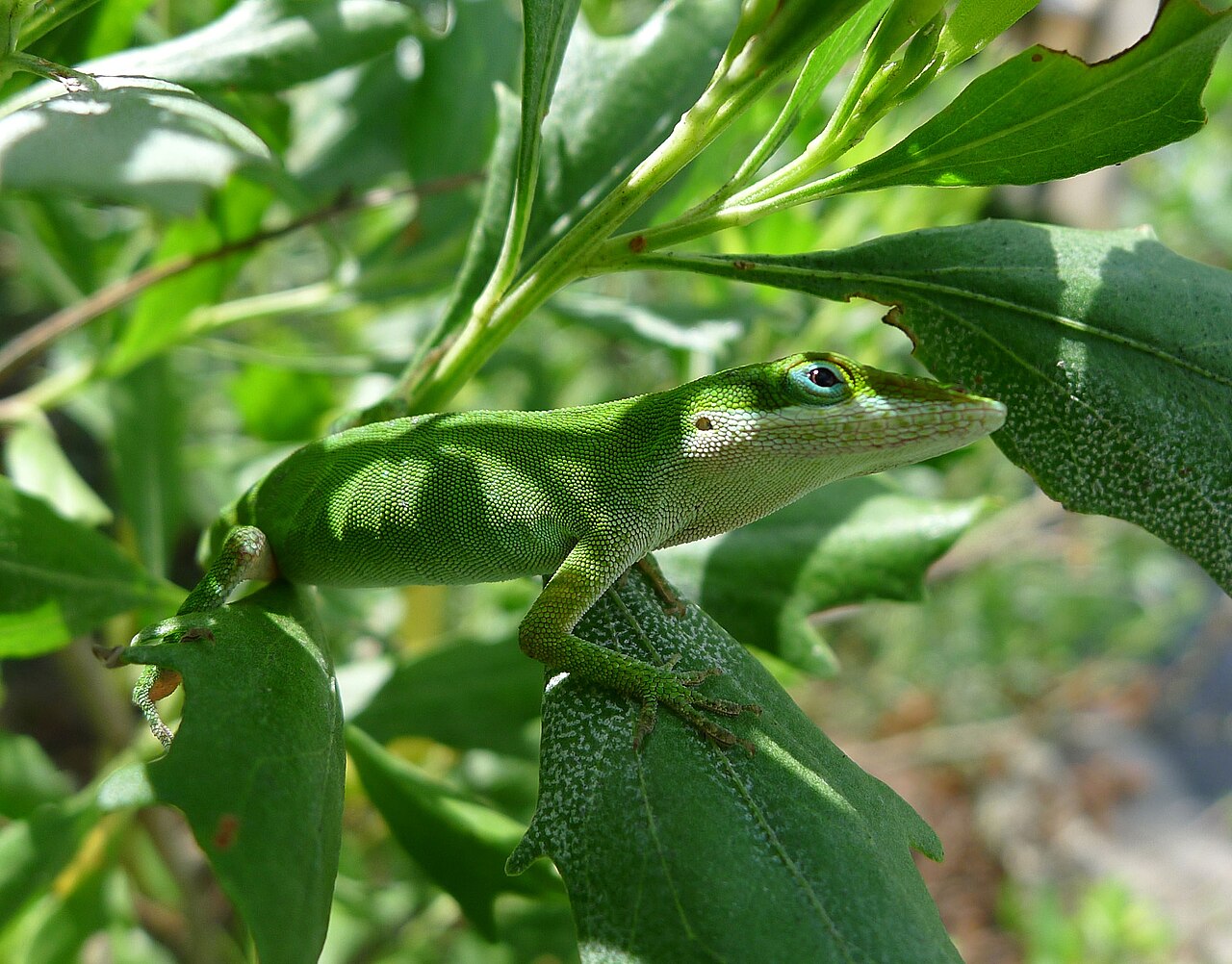 How to Keep Lizards From Pooping on Your House
