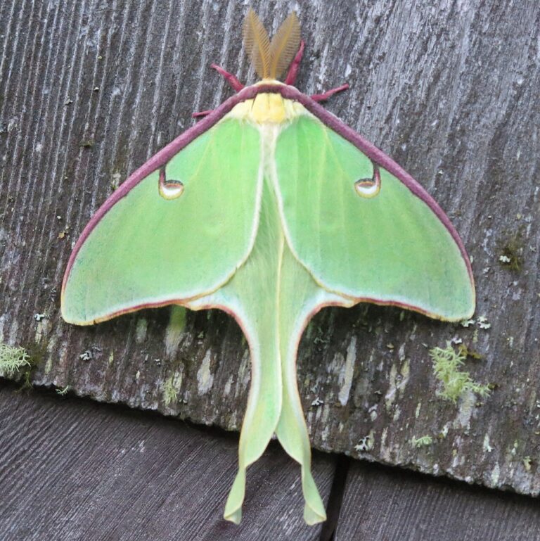 Luna Moth: ID, Tails, and Why Adults Cannot Eat