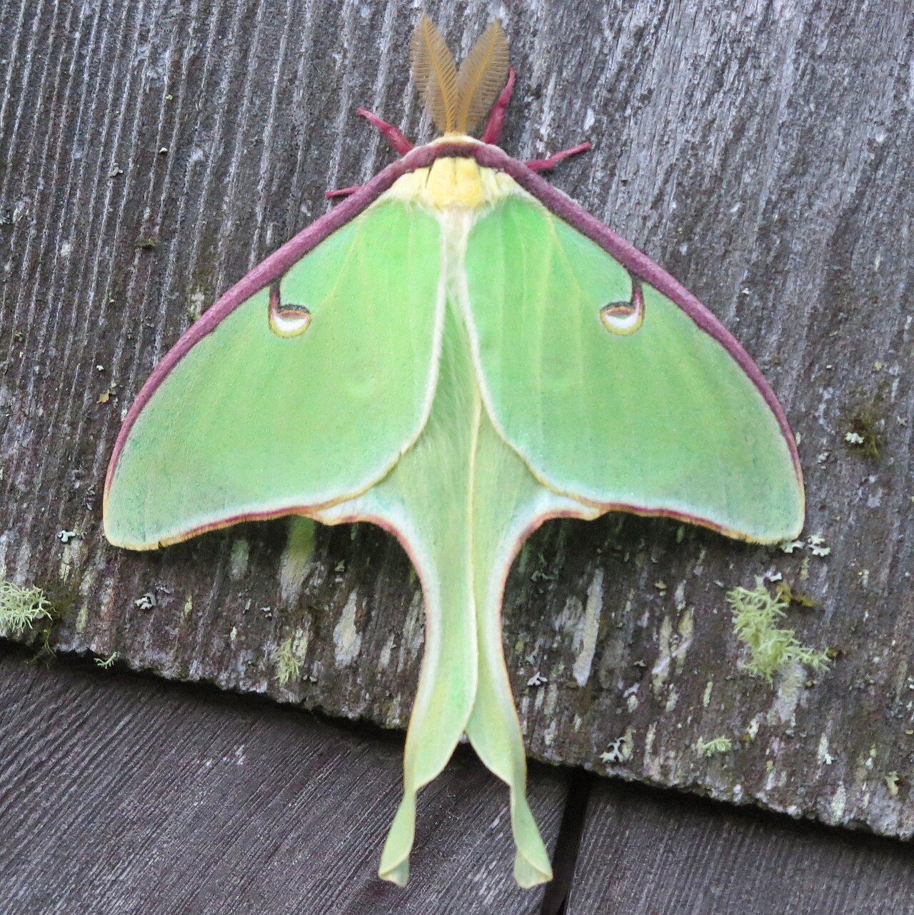 Luna Moth: ID, Tails, and Why Adults Cannot Eat