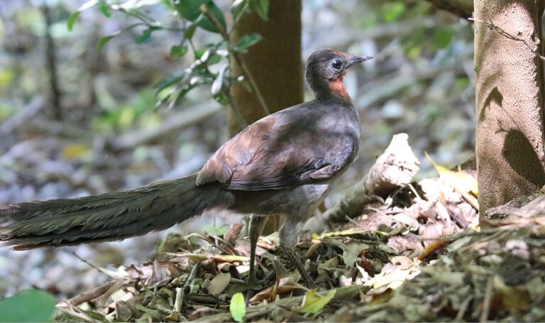 Lyrebird: The Bird That Copies 20 Species in One Song