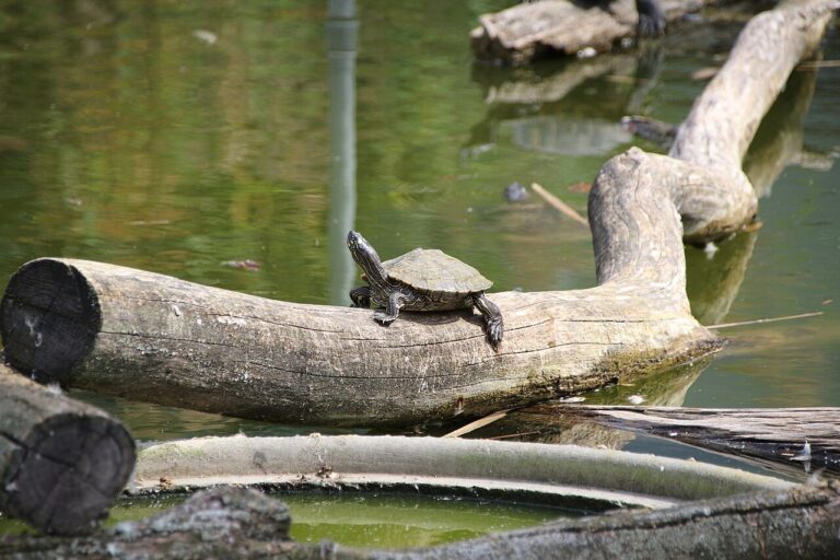 Map Turtle: 14 Species, Size, Diet and Care Facts