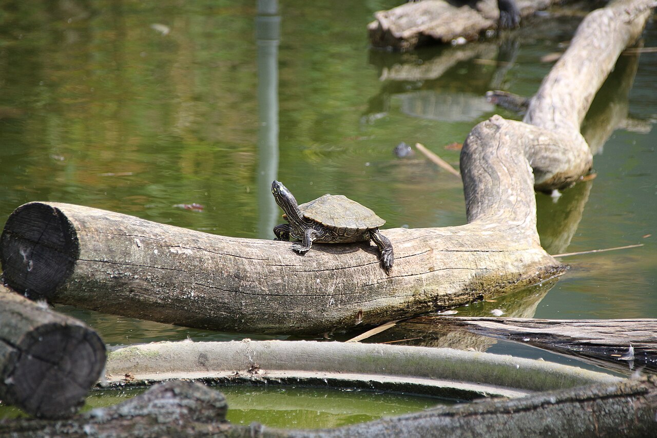 Map Turtle: 14 Species, Size, Diet and Care Facts