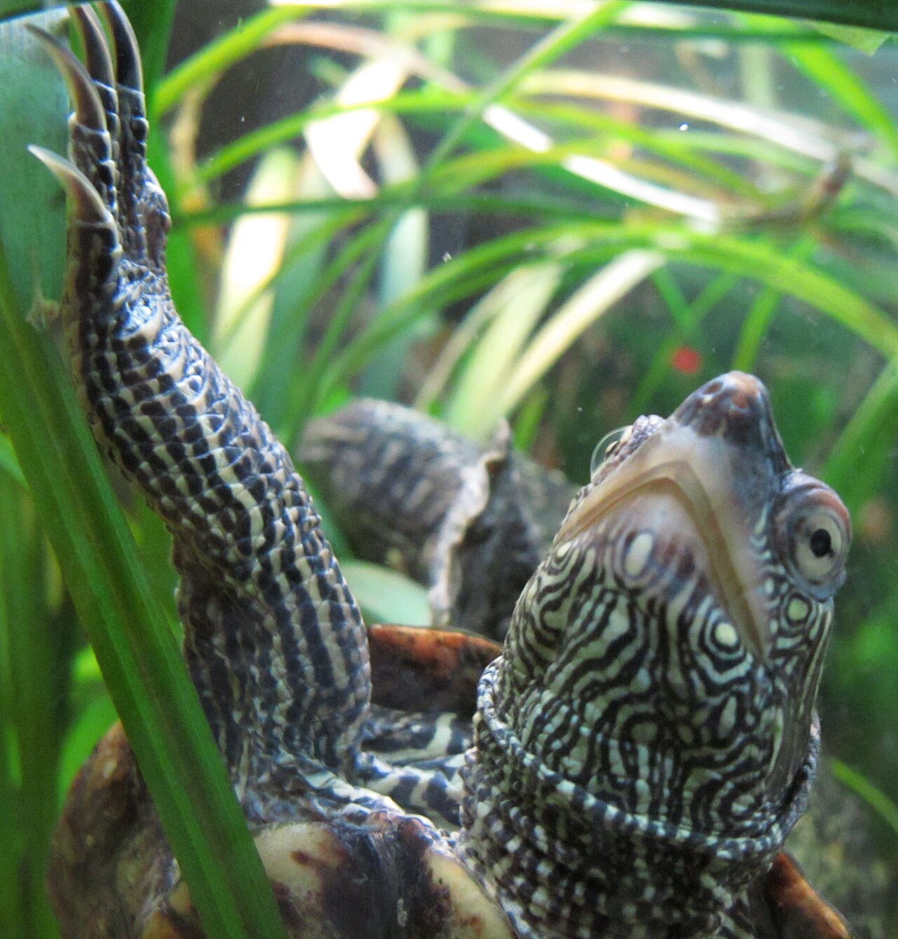 How Big Will a Map Turtle Get?