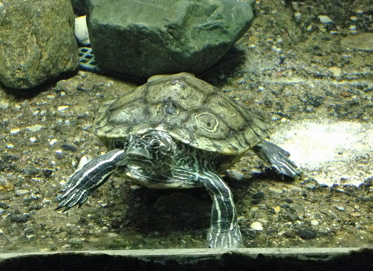 Map Turtle Species You Are Most Likely to See
