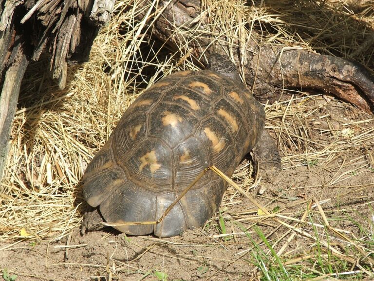 Marginated Tortoise: Size, Lifespan, Price and Care Guide