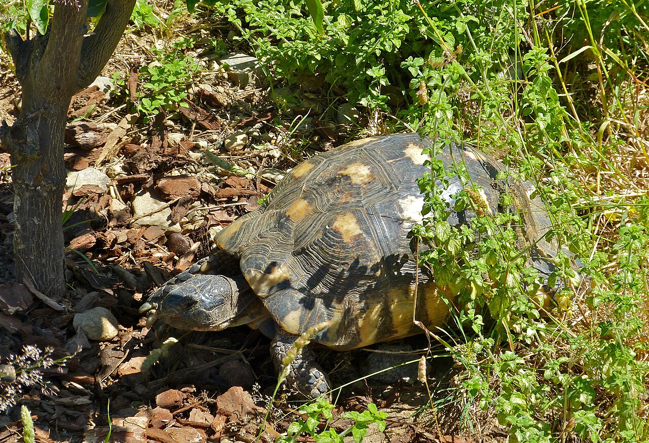 How Big Can a Marginated Tortoise Get?