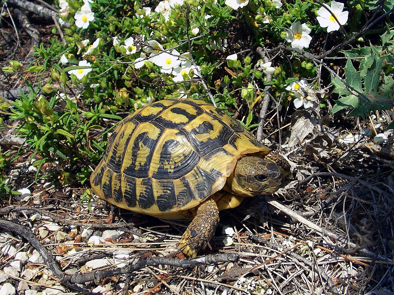 How to Identify a Marginated Tortoise