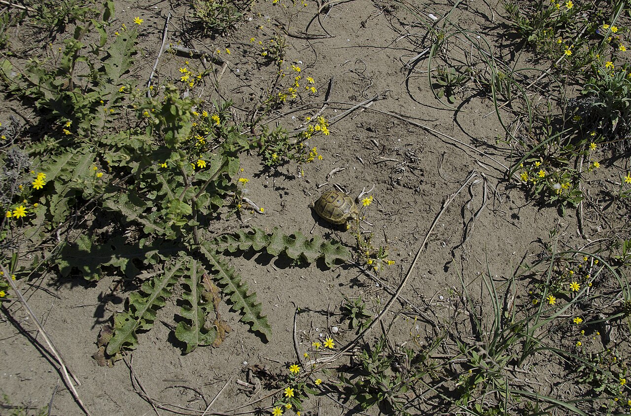 Marginated Tortoise vs Hermann's Tortoise