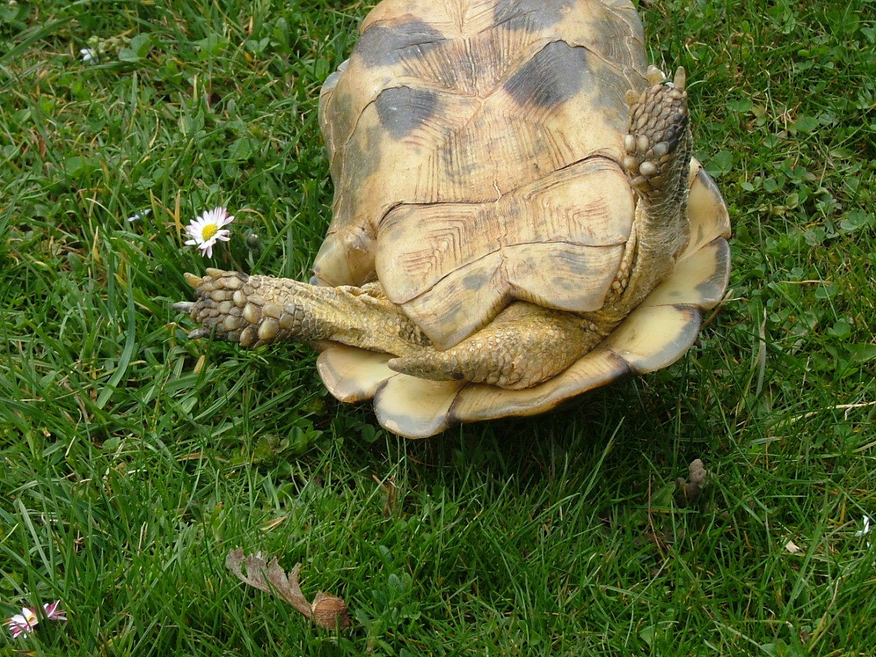 Where Marginated Tortoises Live in the Wild