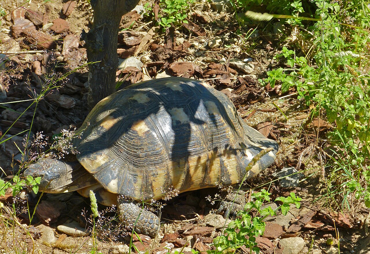 How Long Can a Marginated Tortoise Live?