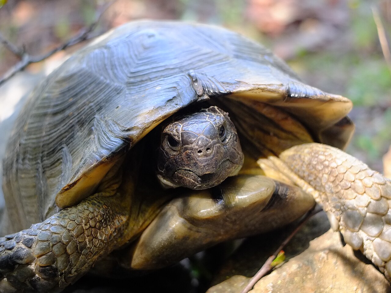 Do Marginated Tortoises Make Good Pets?