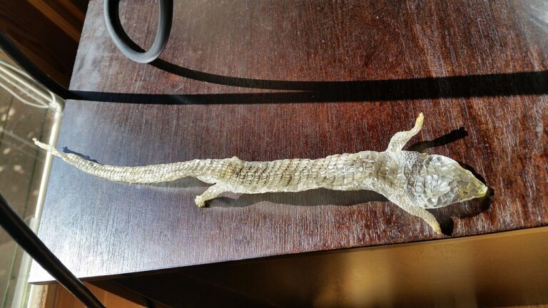Mexican Alligator Lizard: Care, Cost, and 8 Key Facts