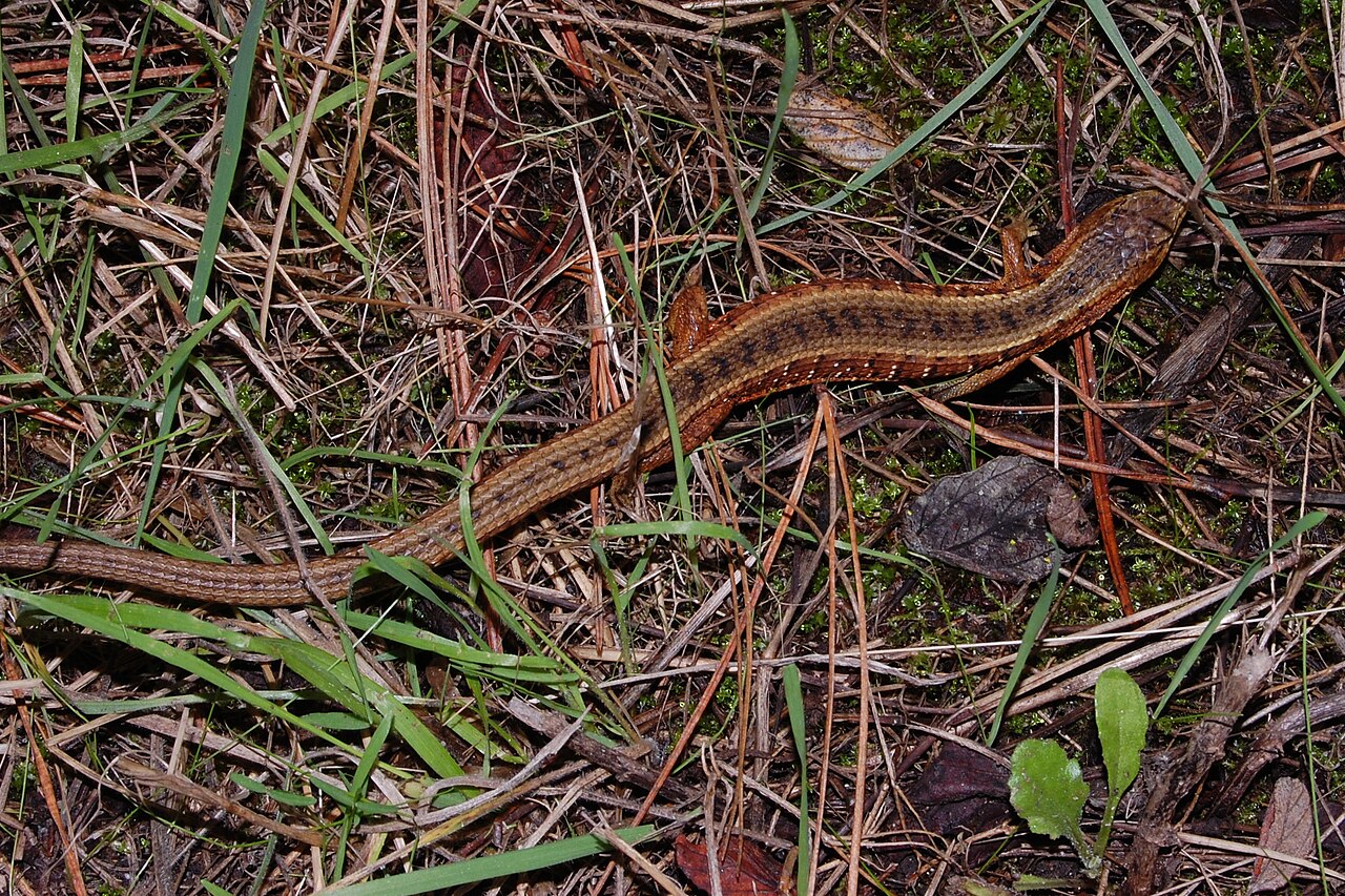 Are Mexican Alligator Lizards Venomous?